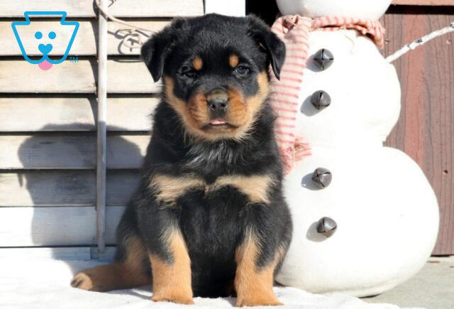 Rambo Rottweiler image