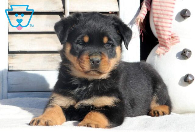 Rambo Rottweiler2 image