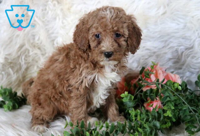 Ranger Mini Poodle image
