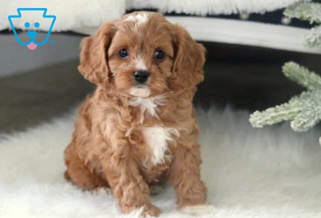Rascal Cavapoo image