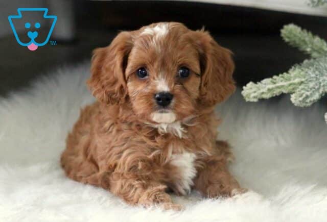Rascal Cavapoo2 image