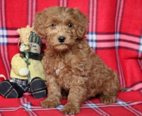 Rayna Goldendoodle