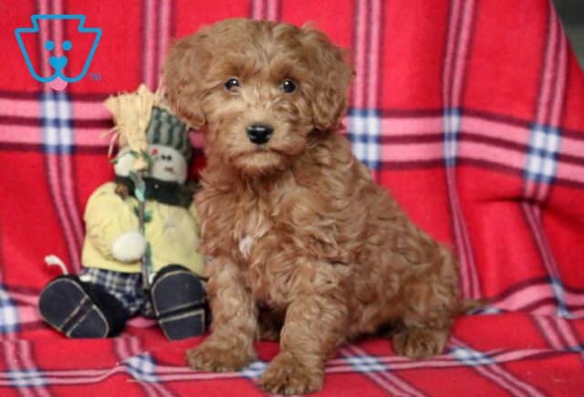 Rayna Goldendoodle image