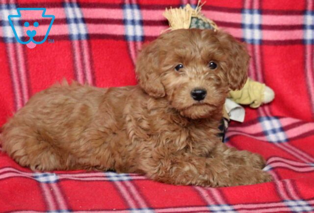 Rayna Goldendoodle2 image