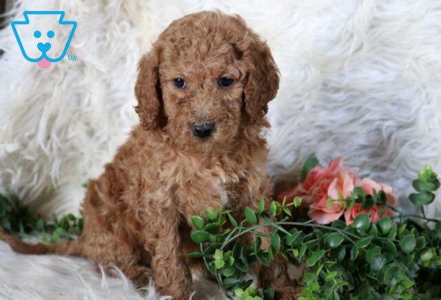 Rayna Mini Poodle image