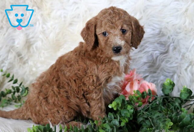 Reece Mini Poodle image