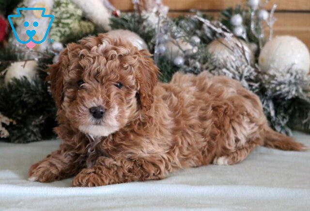 Reggie Cavapoo image