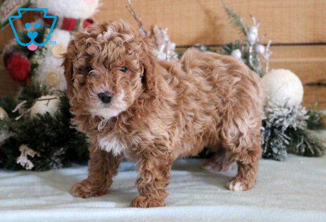 Reggie Cavapoo2 image
