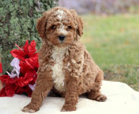 Reggie Cockapoo2