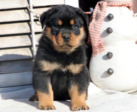 Roc Rottweiler