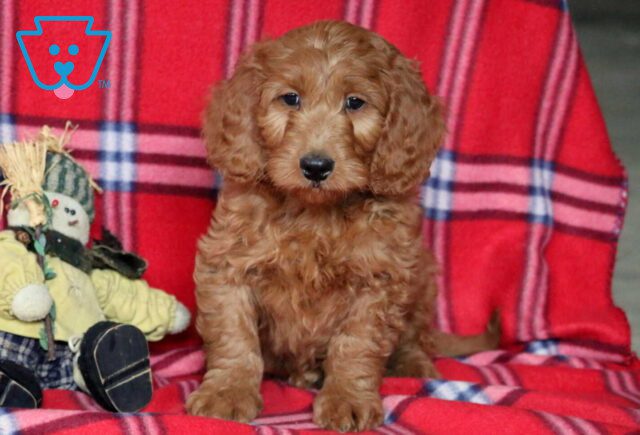 Rocky Goldendoodle image