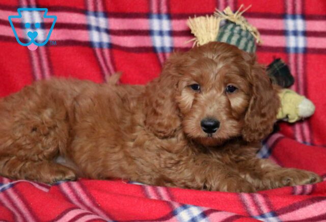 Rocky Goldendoodle2 image