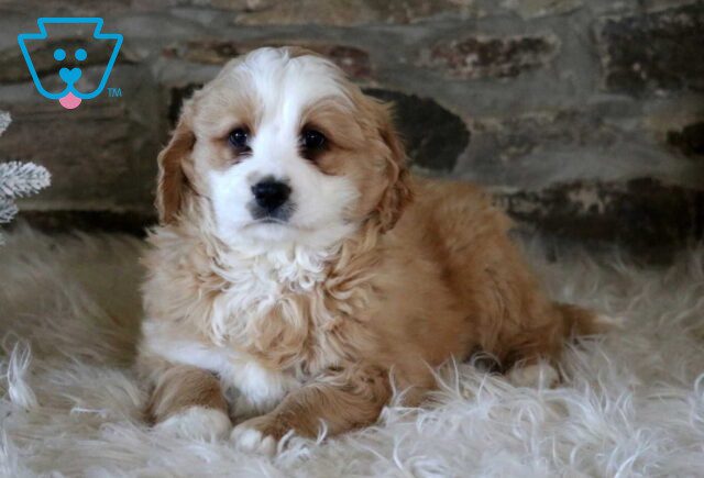 Rodger Mini Bernedoodle image