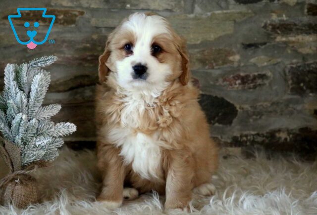 Rodger Mini Bernedoodle2 image