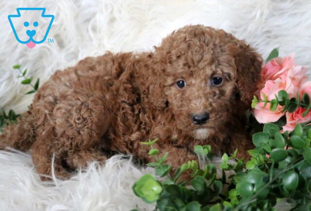 Rodger Mini Poodle image