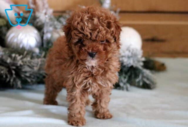 Rolo Cavapoo image