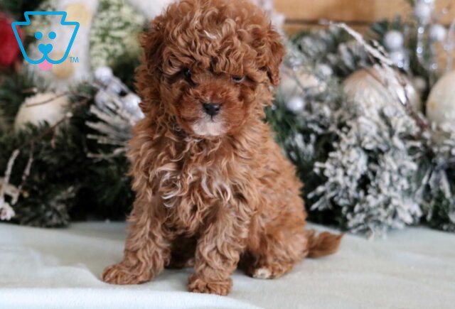 Rolo Cavapoo2 image