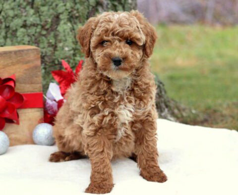 Rolo Cockapoo