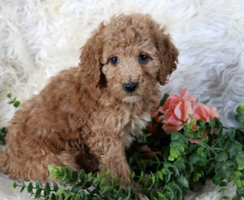 Rolo Mini Poodle