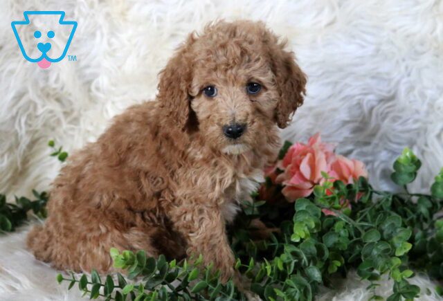Rolo Mini Poodle image