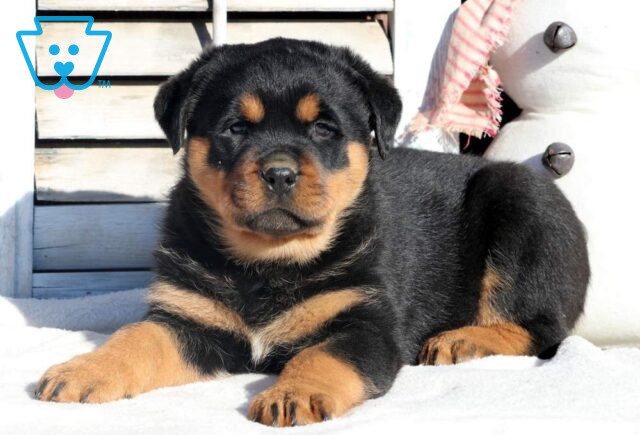 Rolo Rottweiler image