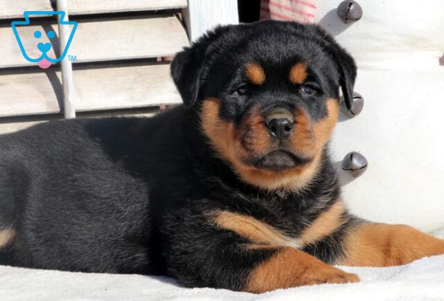 Rolo Rottweiler2 image