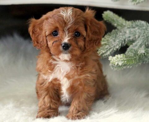 Romeo Cavapoo2