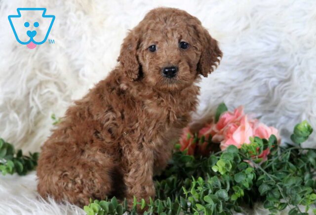 Ronnie Mini Poodle image
