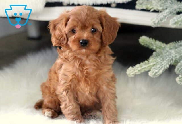 Rory Cavapoo image