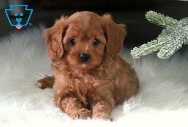 Rory Cavapoo2 image