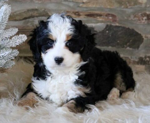 Rosie Mini Bernedoodle
