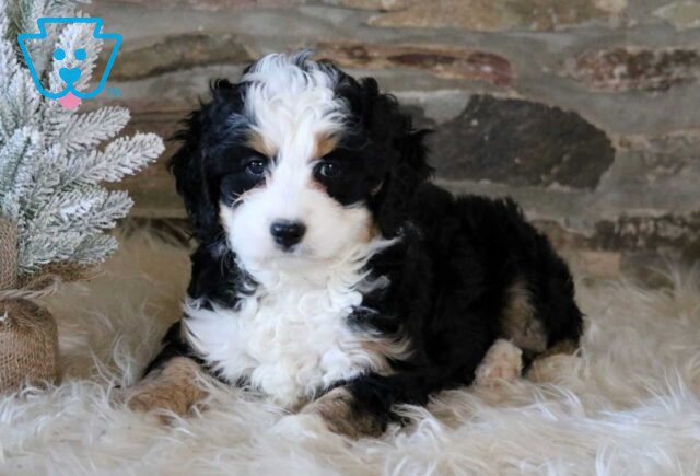 Rosie Mini Bernedoodle image