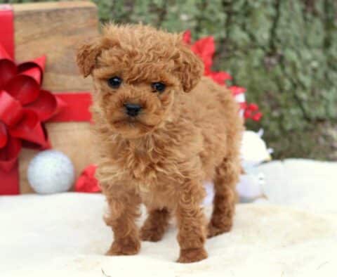 Rudolph Cockapoo