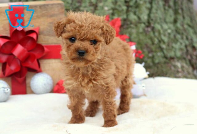 Rudolph Cockapoo image