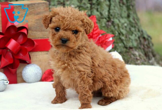 Rudolph Cockapoo1 image