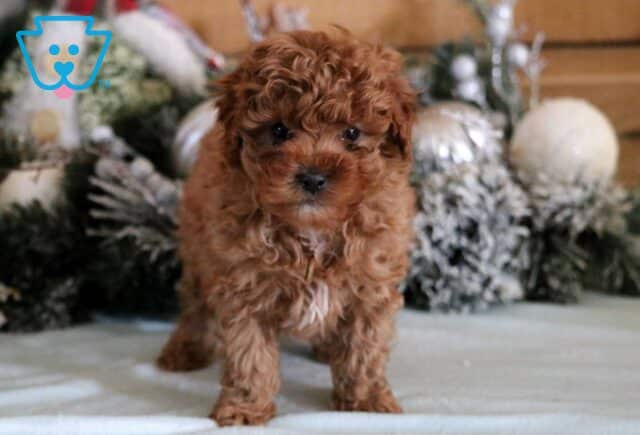 Rufus Cavapoo image