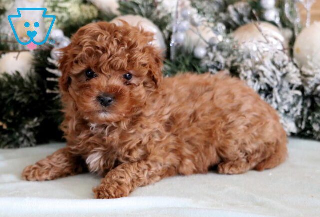 Rufus Cavapoo2 image