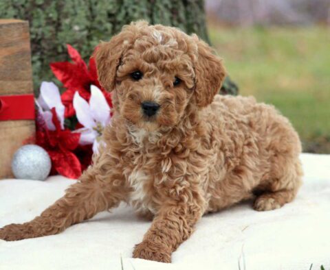 Rya Cockapoo2