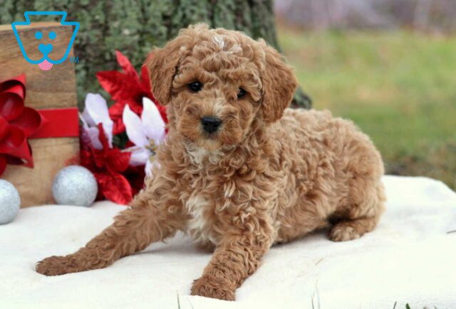 Rya Cockapoo2 image