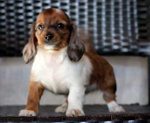 Rylie Mini Dach