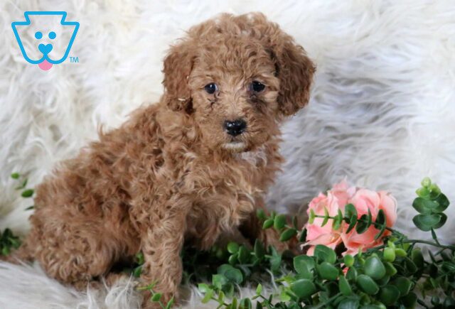 Rylie Mini Poodle image