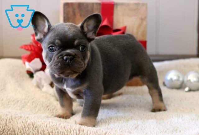 Santa French Bulldog image