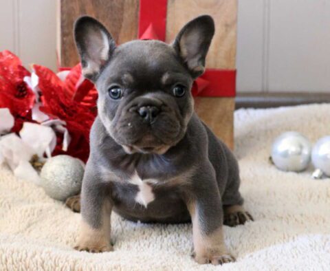 Santa French Bulldog2