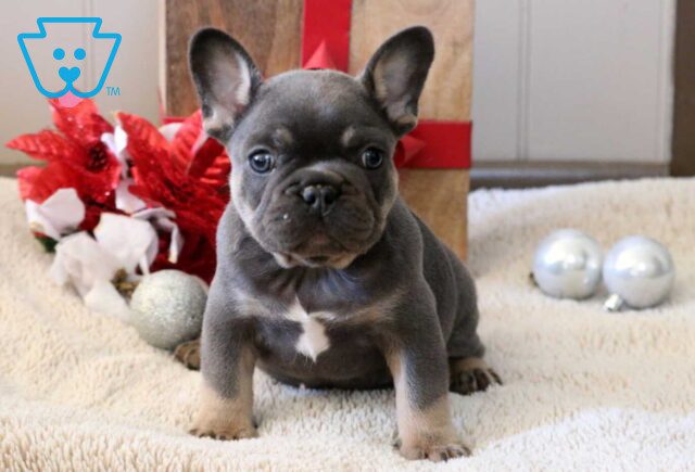 Santa French Bulldog2 image