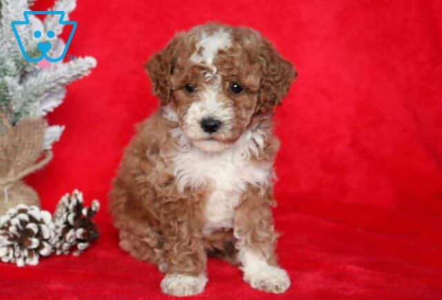 Scout Mini Poodle2 image
