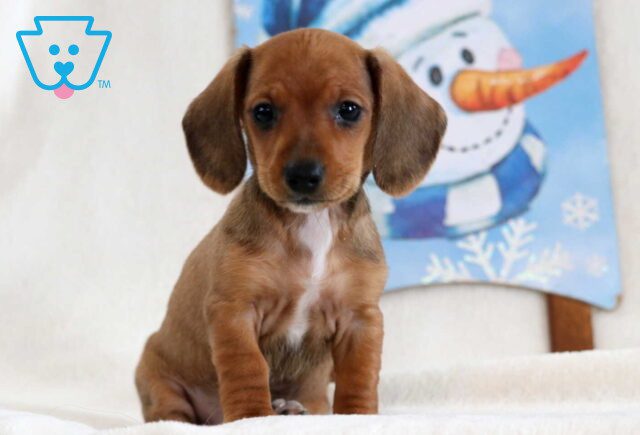 Serene Mini Dachshund image