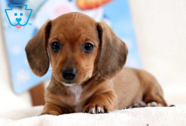 Serene Mini Dachshund2 image