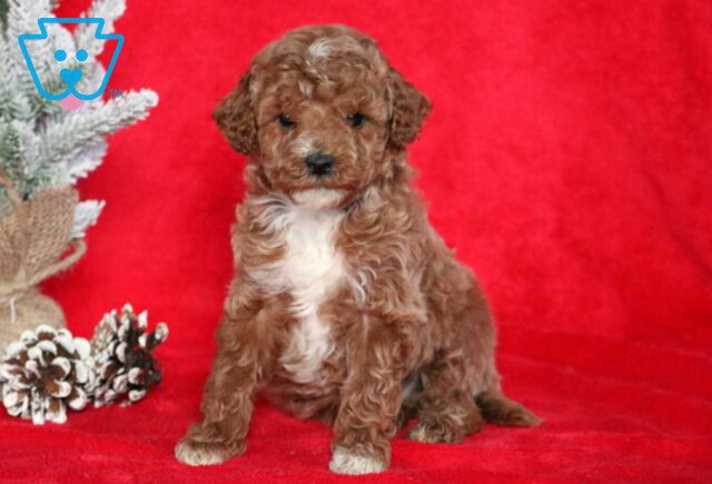 Seth Mini Poodle image