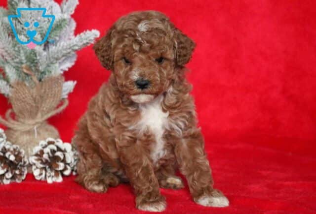 Seth Mini Poodle2 image