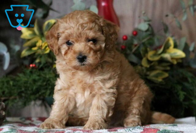 Shadow Mini Poodle image